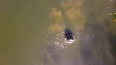 Alligators Don't Like Drones!