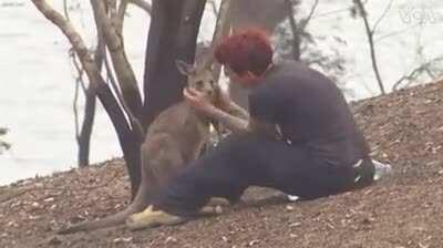 Woman pouring water on little kangaroo's burned hands after wildfire.