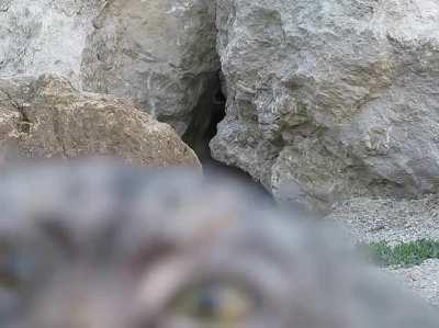 Wild Cat discovers camera