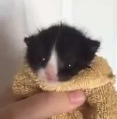 ‘Damn I wish there was a way to let that pedestrian know I’m about to plough them over’ The pertinent car horn: