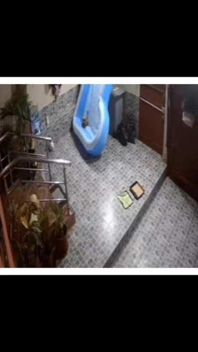 Dog survives falling from the roof