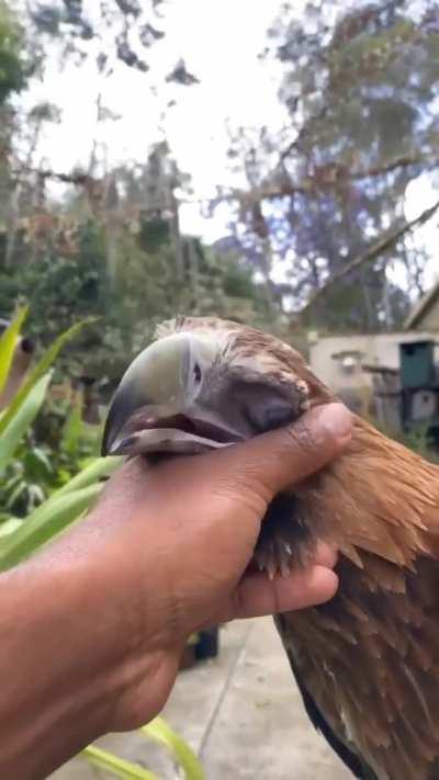 Everyone needs cuddles.. even the mighty ones