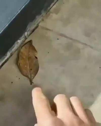 Kallima inachus, or the 