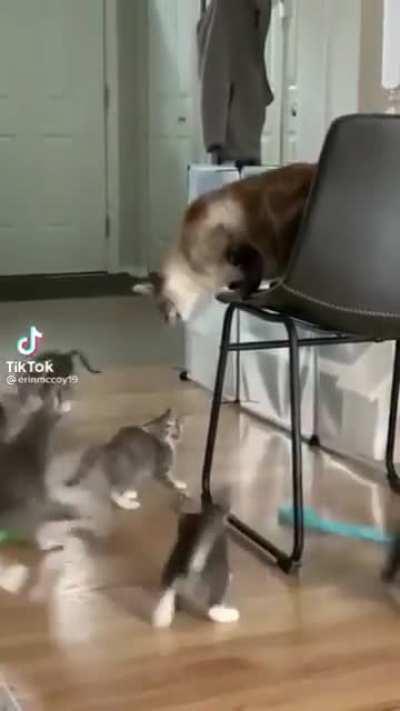 Come close kittens..