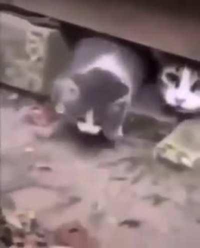 Joga half life 2 macaco