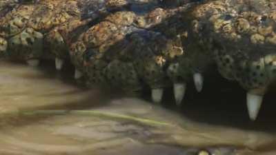 Crocodiles are surprisingly loving mothers