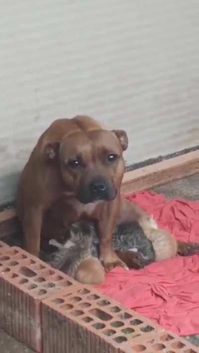 Заботливая мама