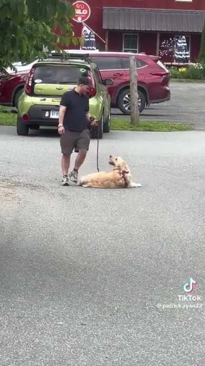 This golden retriever deciding it doesn’t want to walk anymore