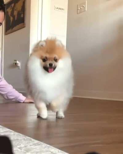 Fluff pup on the loose. We love him!