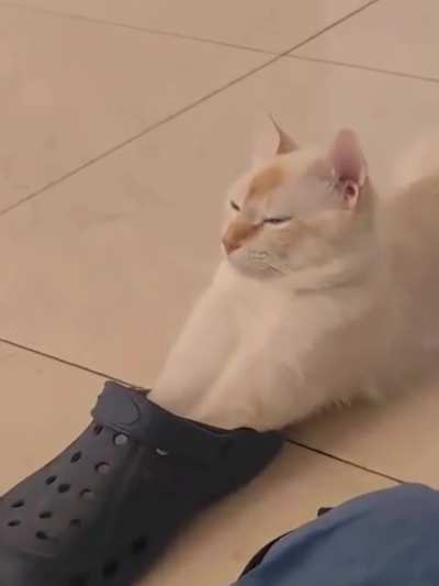stUPiD CAT GetS HaLF eatEn bY a CRoCodiLE, fUCkiNg DiEs