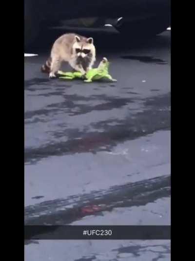 rare footage of Ragoon and Eleguana fighting in pvp