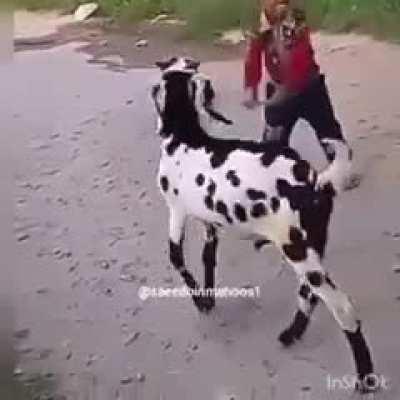 Justice served when kid keeps waking goat with a stick.