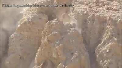 Arabian Wolf chasing after a young Ibex