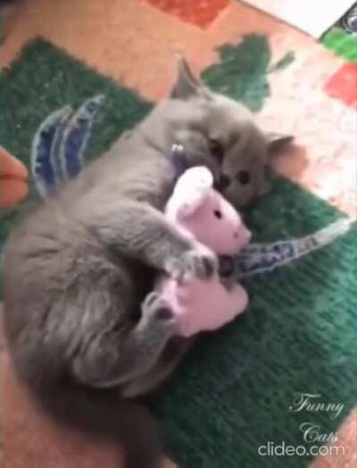 Kitty being possessive about her stuffed toy