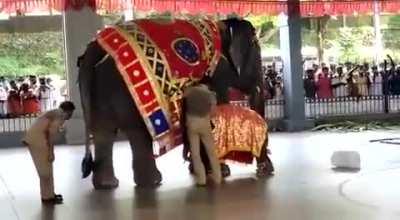Naming ceremony of the new born Elephant in Dharmastala temple. I will wait for Peta go burrrrr