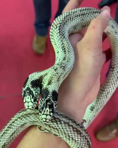Two headed snake