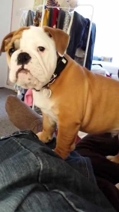 Almost 5 minutes of the most vicious English Bulldog puppy attack you'll see today.