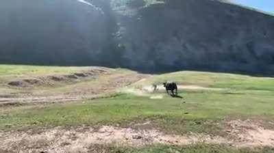 A bull charges cyclists racing in California