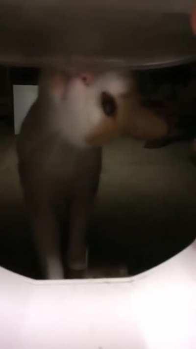 A Jumpscare's a jumpscare