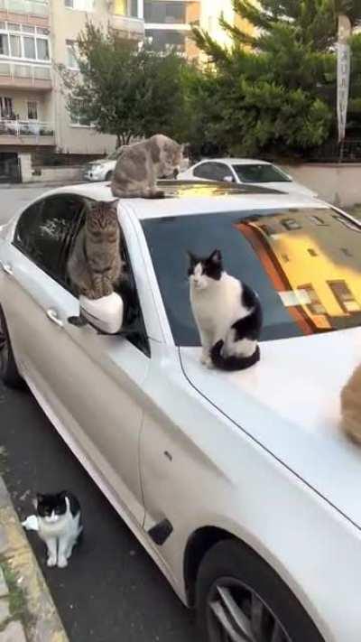 We've got you surrounded! - Stray cats