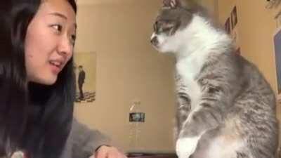 Cat smacks girl attempting to speak Italian