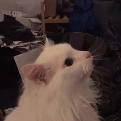 the beatings will continue until meowrale improves