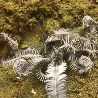 🔥 Walking feather star!