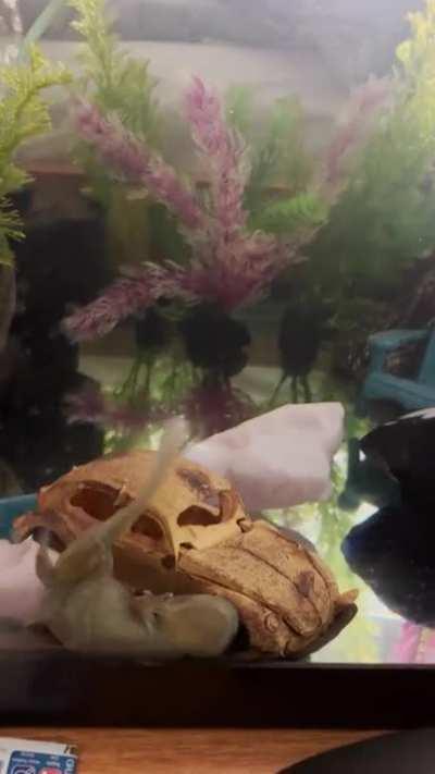 Scientists: “Axolotls have working brains!” Oh yeah? Explain this 🤨