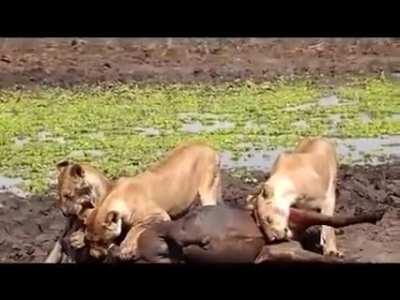 Lioness chews off a Wildebeest's balls. This is so hard to watch...