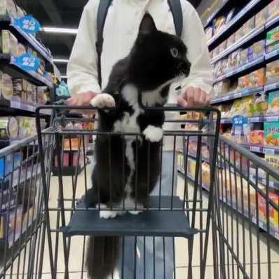 Shop shelves supervisor