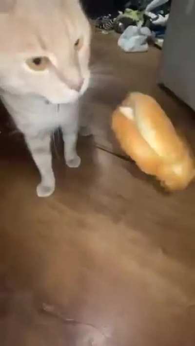 bsncjsjddfssjanffd 😭😭🍔🤦‍♂️asdkfgkdedgfcjjjddddssa