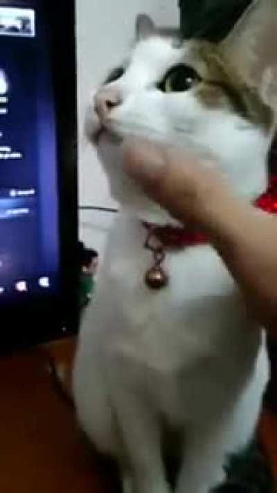 Cat.exe has stopped working