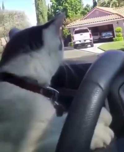 Me driving to work my cringe 9-5