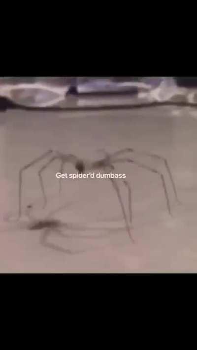 watch this right now or your balls are gone