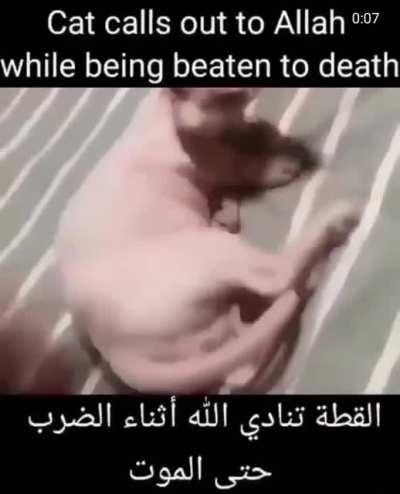 Bad cat eats pork on ramazan halalala