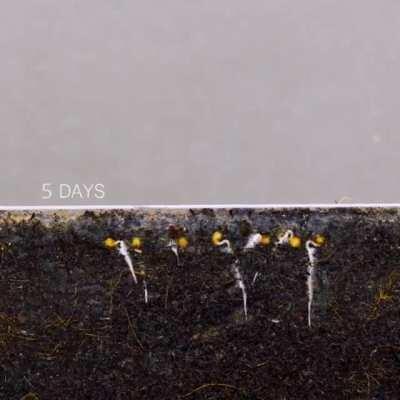 Where them red bois at???