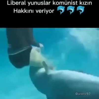 helal lan liberalller