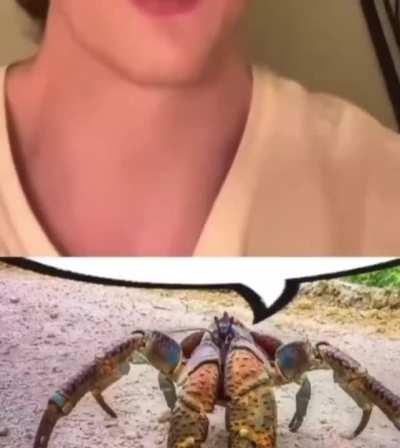 We need to nuke all of the coconut crabs