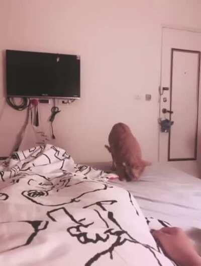 Cat tries to feed its human