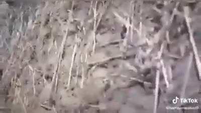 HMFT after I fire my stinger