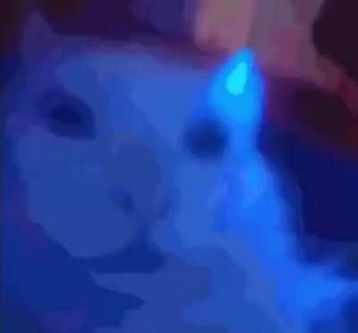 this cat is rockin with @ MEH ‼️