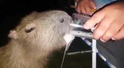 Capivara... o animal mais br que ja vi.