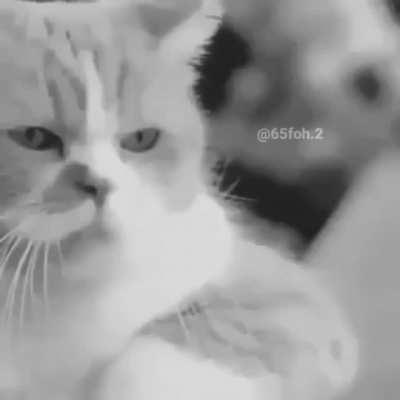 Una historia de amor y traision 😔🤘