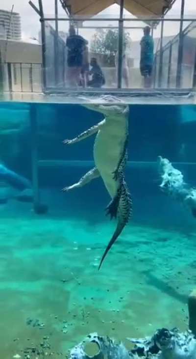 So this is what they look underwater...