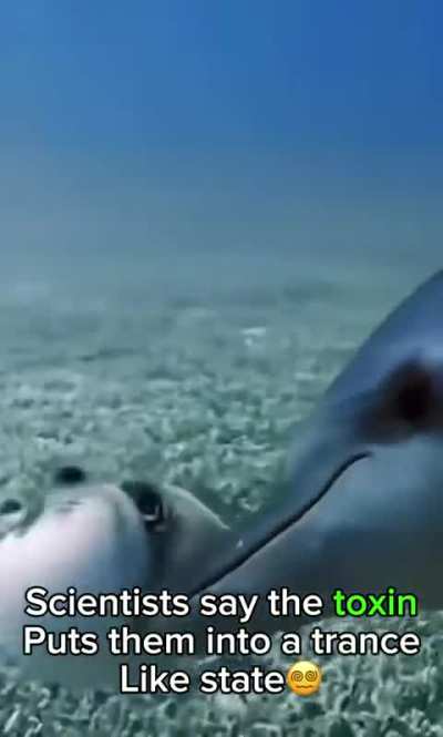 Dolphins like to get BUZZED?