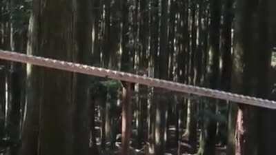 Enormous xylophone in the woods of Kyushu, Japan plays a Bach tune when a wooden ball rolls down each 