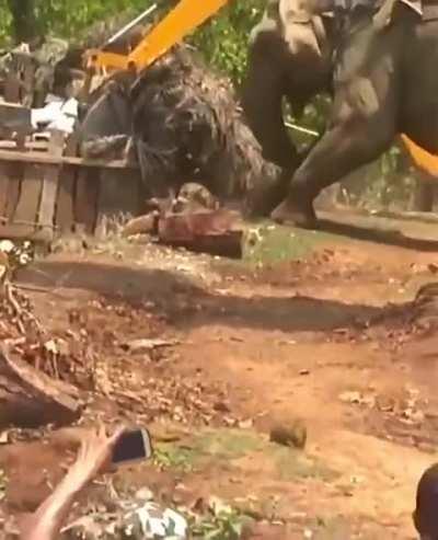 Majestic Protector: Jungle Justice