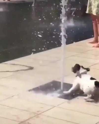 the dog and the fountain