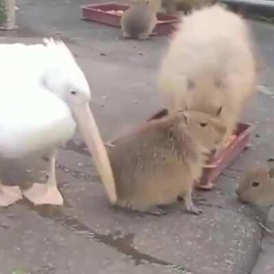 Aquela massagenzinha basica