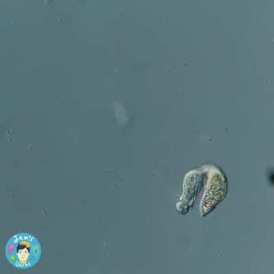 🔥 Vicious microscopic hunter, the single-cell organism, Lacrymaria olor, attacking and hunting another organism